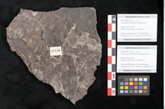 Foto (Detailansicht) von Cinnamomum intermedium Ettingshausen (NHMW-GEO-2024-0188-10150b)